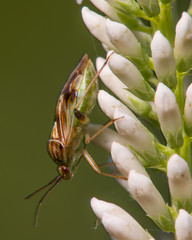 Extreme closeup portrait of what appears to be a species of stink bug - insect taken in Minnesota