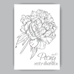 peony flower hand-drawn