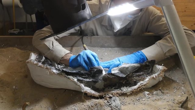 Paleontologist working on cleaning a dinosaur fossil