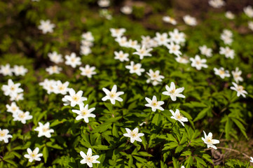 Anemone nemorosa flower in the forest in the sunny day. Wood anemone, windflower, thimbleweed. Fabulous green forest with blue and white flowers. Beautiful summer forest landscape.