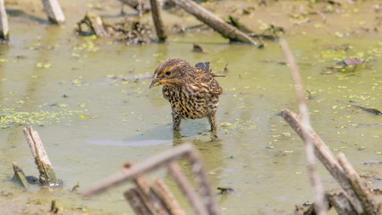 Female red-winged blackbird standing in mucky muddy waters in the floodplains of the Minnesota River