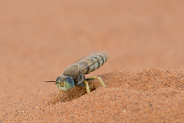 American sand wasp digging sand in the Crex Meadows Wildlife Area in Wisconsin