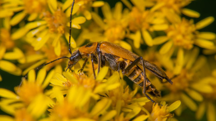 Extreme close up macro of goldenrod soldier beetle on yellow wildflower