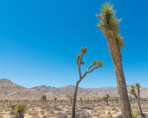 Joshua Tree National Forest - Landscape of park that contains desert, shrubs, yucca, and joshua trees