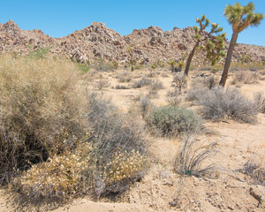 Joshua Tree National Forest - Landscape of park that contains desert, shrubs, yucca, and joshua trees