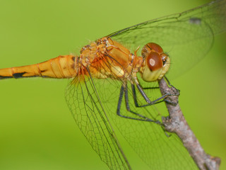 Species of meadowhawk dragonfly on branch  - extreme closeup of head and thorax -  Upper Midwest species