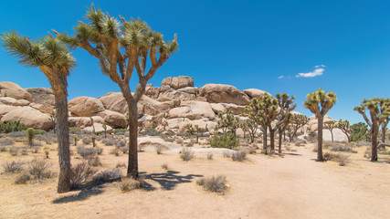 Joshua Tree National Forest - Landscape of park that contains desert, shrubs, yucca, and joshua...