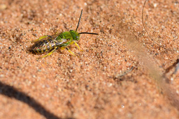 Likey a splended metallic green bee - in a sandy area of the prairie wetlands of the Crex Meadows Wildlife Area in Northern Wisconsin