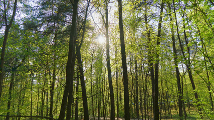 Scenic forest of fresh green deciduous trees framed by leaves, with the sun casting its warm rays through the foliage