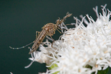 What appears to be a mosquito insect species on a white flower - taken in Minnesota