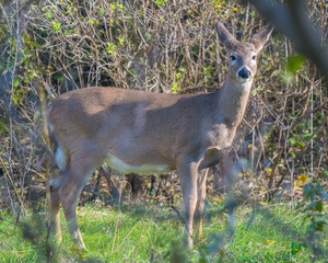 White-tailed deer in the Minnesota Valley National Wildlife Refuge near the Minnesota River