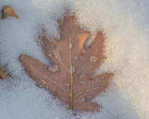 Oak leaf in the snow with melted snow water drops on leaf - taken in Governor Knowles State Forest...