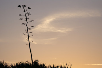 Beautiful sunset silhouetting a single bare tree at Canaveral National Seashore Florida