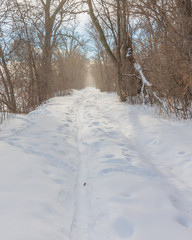 Snowy wintery nature forest foot path through forest - cross country skiing, hiking, fat tire bike recreation -in the Minnesota Valley National Wildlife Refuge