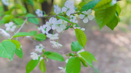 Someiyoshino cherry blossom (Sakura) flowers in Japan close up