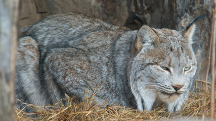 Closeup of a Canada Lynx taken at the zoo