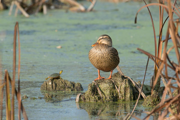 Female mallard duck and a turtle sunning in the fall sun in the Crex Meadows Wildlife Area in Northern Wisconsin