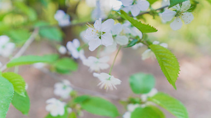 Someiyoshino cherry blossom (Sakura) flowers in Japan close up