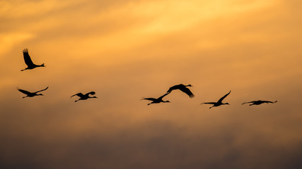 Sandhill cranes in flight backlit silhouette with golden yellow and orange sky at dusk / sunset during fall migrations at the Crex Meadows Wildlife Area in Northern Wisconsin
