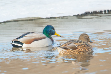 Mallards swimming in icy creek in the Upper Midwest