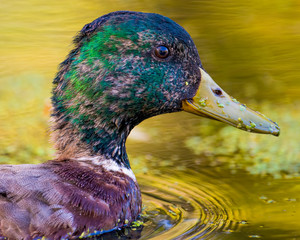 Portrait of a juvenile male mallard duck molting feathers in the floodplain of the Minnesota River in the Minnesota Valley Wildlife Refuge