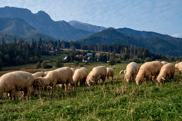 Fototapeta premium Sheeps on a green hill, mountains as a background