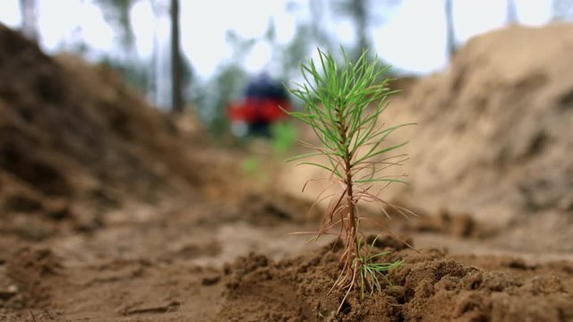 Man planting small pine seedlings in ground. Young sprouts of pine in forest