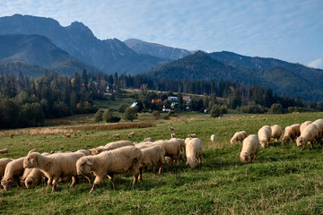 Sheeps on a green hill, mountains as a background