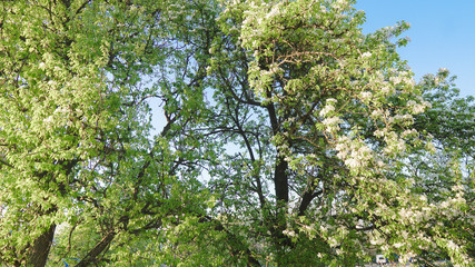 Beautiful apple tree branch with sun