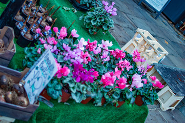 The red and purple flowers being sold in market at canterbury