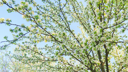 Beautiful apple tree branch with sun