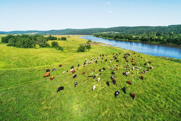 Aerial view of the herd of cows and sheep at green meadow near with river. Drone photo of plein air of river and green field with herd of cows and sheeps. Ural, Bashkiria, Russia.