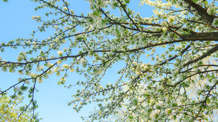 Beautiful apple tree branch with sun