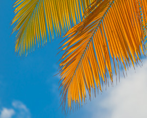 Palm leaves with a beautiful blue sky and fluffy clouds in the background - taken in Dominica...