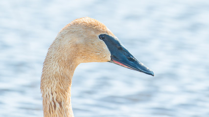 Closeup portrait of trumpeter swan head with detail of beautiful plumage, eye, and beak - in early Spring during migration - taken in the Crex Meadows Wildlife Area in Northern Wisconsin