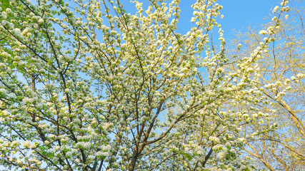 Beautiful apple tree branch with sun