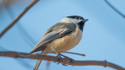 Black-capped chickadee - taken in Minnesota © natmacstock