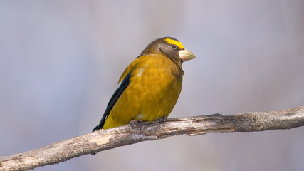 Evening grosbeak on a branch taken in the Sax-Zim bog in Northern Minnesota