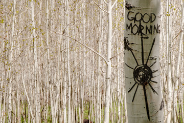 Good morning carved in Aspen tree trunk