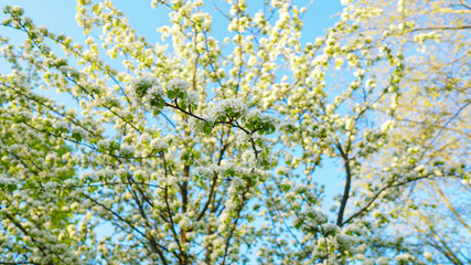 Beautiful apple tree branch with sun