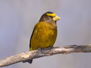Evening grosbeak on a branch taken in the Sax-Zim bog in Northern Minnesota