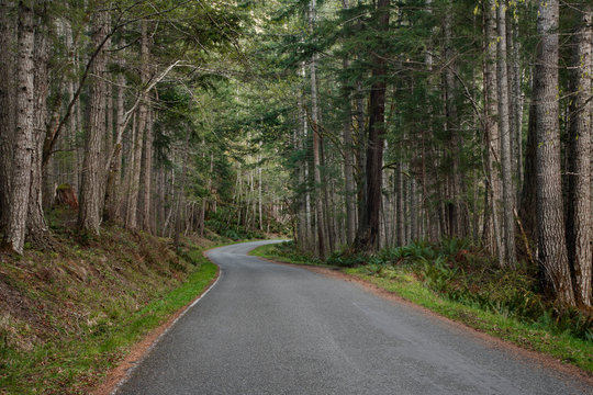 Trees and forest lining rural road