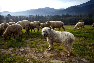 Naklejka premium Dog and sheeps on a green hill, mountains as a background