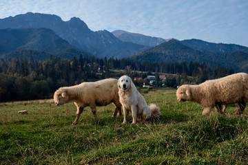 Dog and sheeps on a green hill, mountains as a background