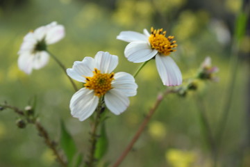 Fototapeta premium Flor