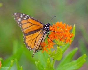 Obraz na płótnie Canvas A Monarch butterfly on beautiful orange wildflowers in the Crex Meadows Wildlife Area in Northern Wisconsin