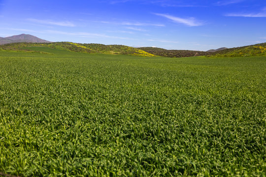 Lush Green Farm Land Landscape With Hills In The Distance