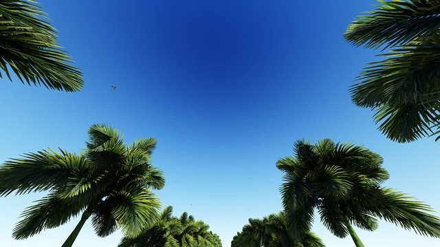 Blue sky and palm trees silhouette