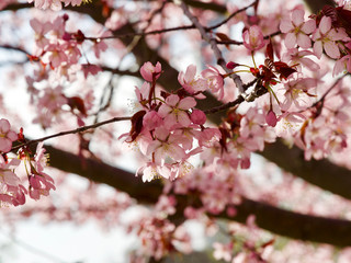 Beautiful cherry blossom sakura in spring time over blue sky in Helsinki, Finland, Europe