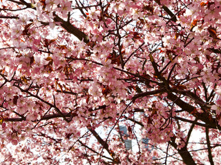 Fototapeta premium Beautiful cherry blossom sakura in spring time over blue sky in Helsinki, Finland, Europe
